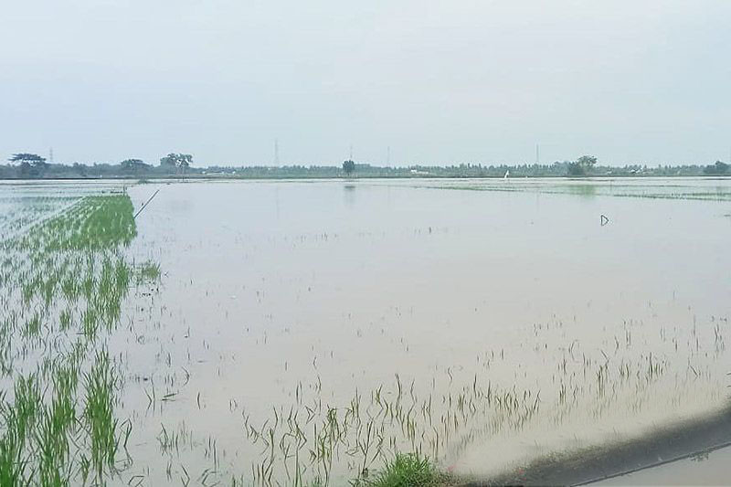 Kerugian sektor pertanian akibat banjir di Aceh Utara Rp32,1 miliar Kerugian sektor pertanian akibat banjir di Aceh Utara Rp32,1 miliar