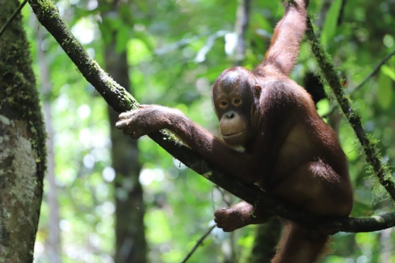 TNBKDS lepasliarkan orangutan lestarikan satwa liar hutan Kapuas Hulu TNBKDS lepasliarkan orangutan lestarikan satwa liar hutan Kapuas Hulu