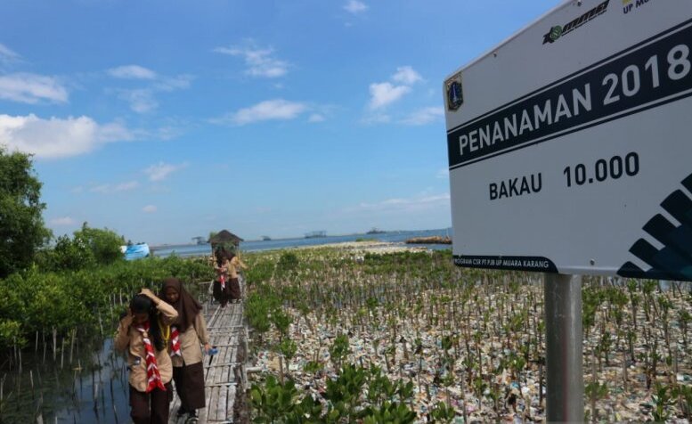 Kala mangrove menguasai pesisir Kala mangrove menguasai pesisir