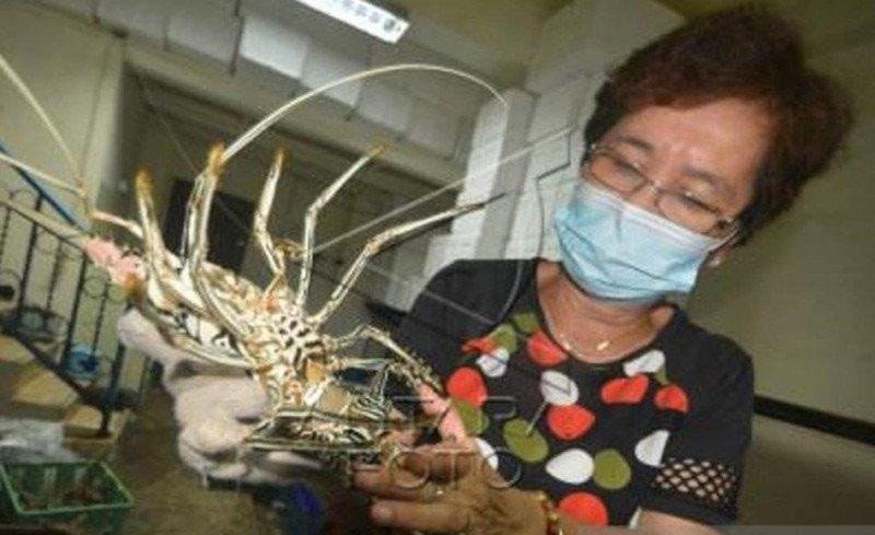 Sumbar jual ikan hias laut ke pasar domestik senilai Rp2,2 miliar