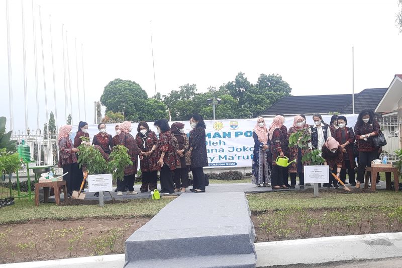 Ibu Negara tanam bibit pohon di halaman Rumah Dinas Gubernur Jambi Ibu Negara tanam bibit pohon di halaman Rumah Dinas Gubernur Jambi