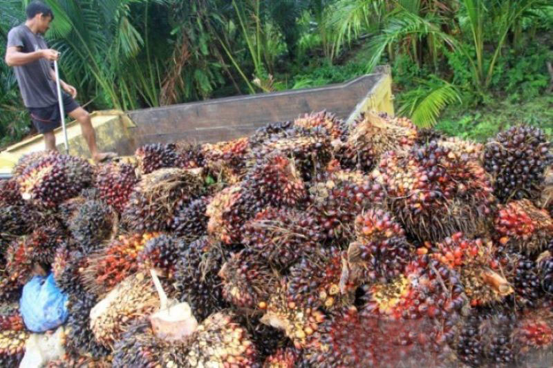 Harga CPO di Jambi naik Rp671 per kilogram