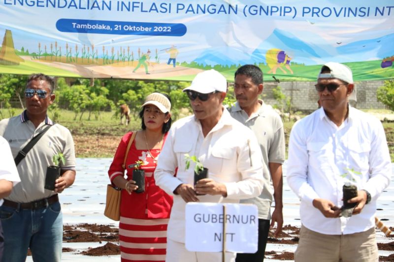 Gubernur NTT apresiasi BI kembangkan klaster cabai di Sumba Barat Daya
