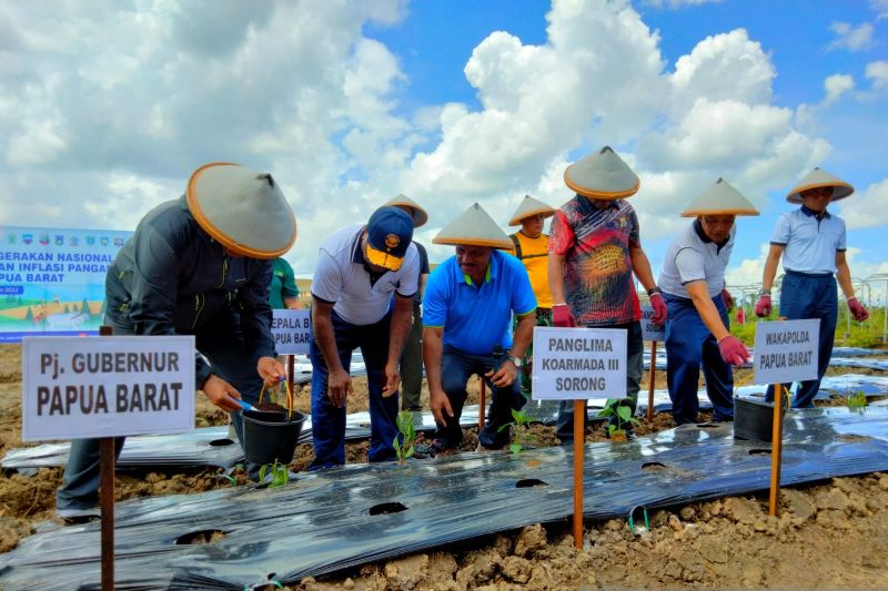 Pemerintah alihkan lahan sawit bagi tanaman palawija di Manokwari