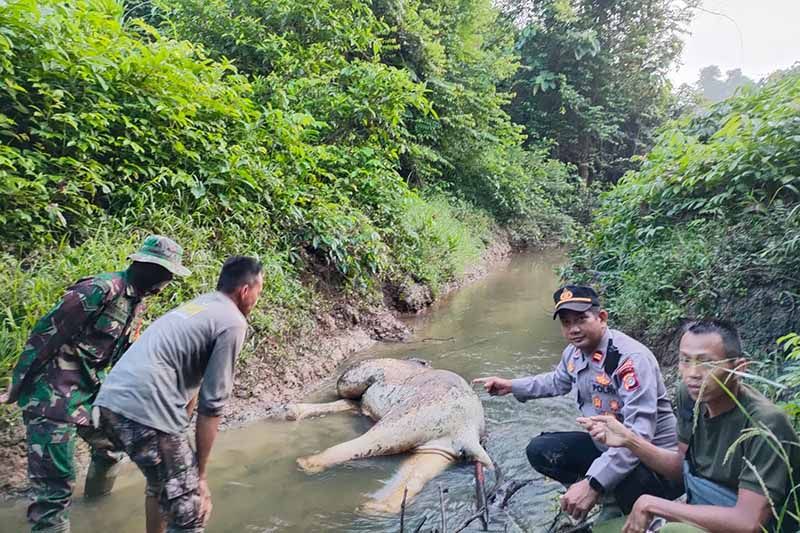 BKSDA Aceh: Gajah sumatra ditemukan mati di Aceh Timur BKSDA Aceh: Gajah sumatra ditemukan mati di Aceh Timur