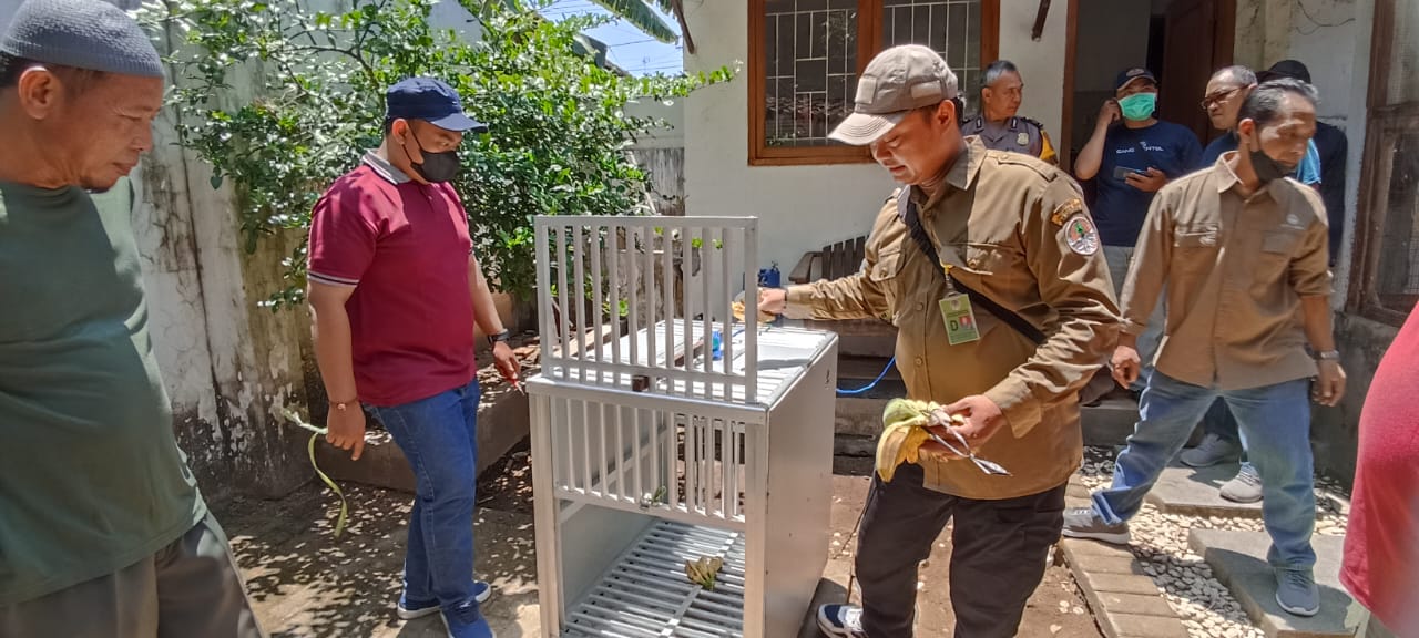 Sekumpulan kera satroni rumah warga, BKSDA turun tangan Sekumpulan kera satroni rumah warga, BKSDA turun tangan