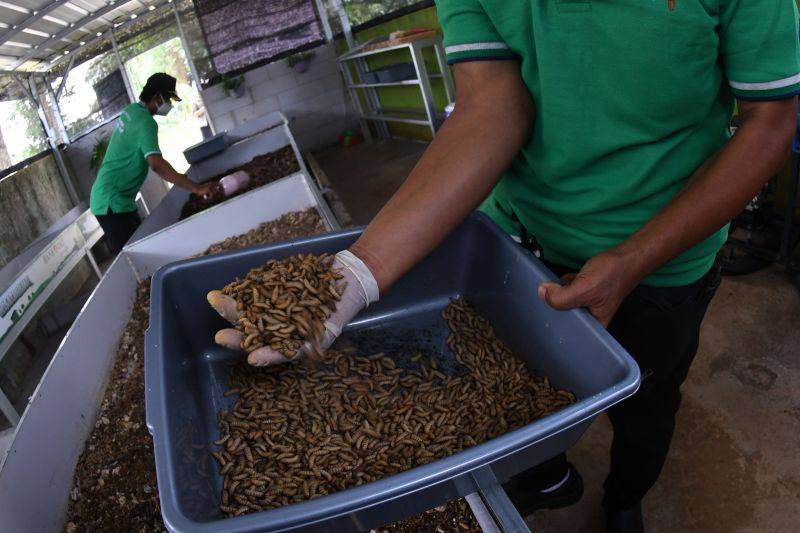 Pemkot Jaksel ajarkan budi daya maggot guna kurangi sampah
