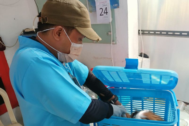 Pemkot Jakarta Pusat memvaksin anti rabies 3.639 hewan