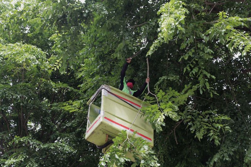 Pemkot Jakpus pangkas ribuan pohon antisipasi tumbang