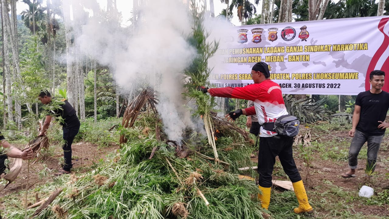 Polres Lhokseumawe dan tim gabungan musnahkan puluhan ribu batang ganja Polres Lhokseumawe dan tim gabungan musnahkan puluhan ribu batang ganja
