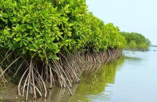 Rehabilitasi mangrove sebagai paru-paru dunia Rehabilitasi mangrove sebagai paru-paru dunia