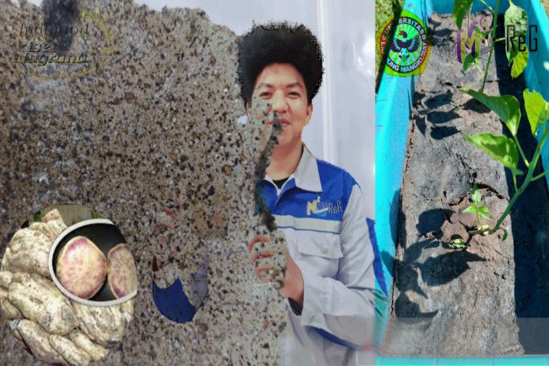 ULM ciptakan mulsa dari pati ubi nagara pengganti plastik pertanian