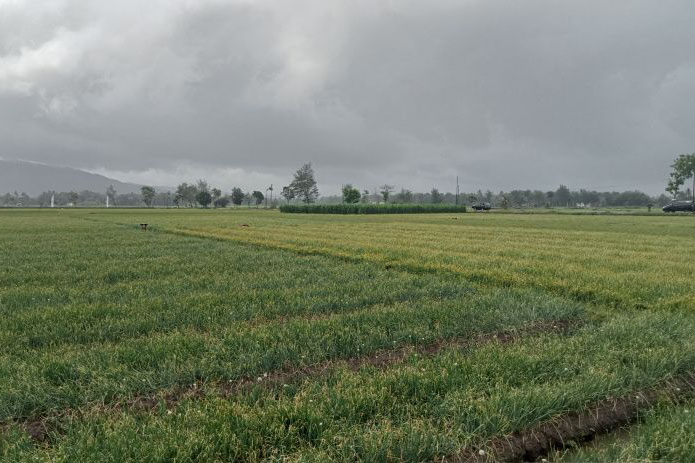Produksi bawang merah di sentra Bantul diperkirakan melimpah tahun ini Produksi bawang merah di sentra Bantul diperkirakan melimpah tahun ini
