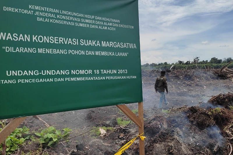 Luas hutan Suaka Margasatwa Rawa Singkil berkurang 338 hektare Luas hutan Suaka Margasatwa Rawa Singkil berkurang 338 hektare