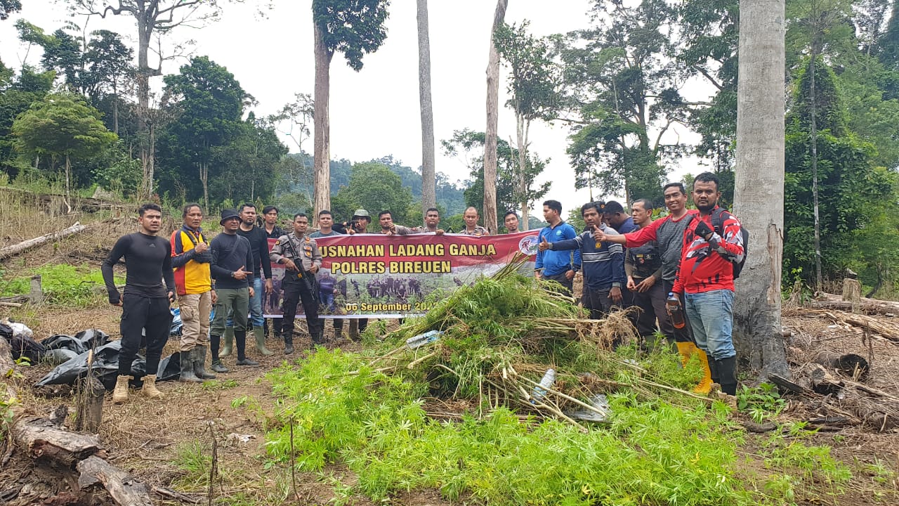 Polres Bireuen kembali musnahkan ladang ganja seluas enam hektar Polres Bireuen kembali musnahkan ladang ganja seluas enam hektar