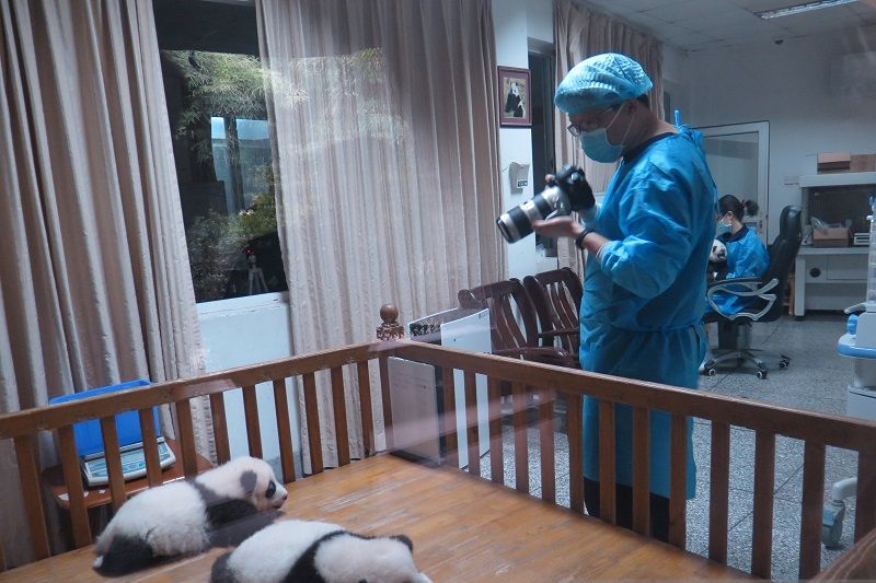 Panda raksasa selamat dari gempa Sichuan, korban jiwa terus bertambah Panda raksasa selamat dari gempa Sichuan, korban jiwa terus bertambah