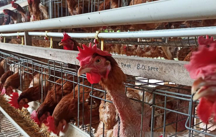 Peternak sebut kenaikan harga pakan pengaruhi harga telur