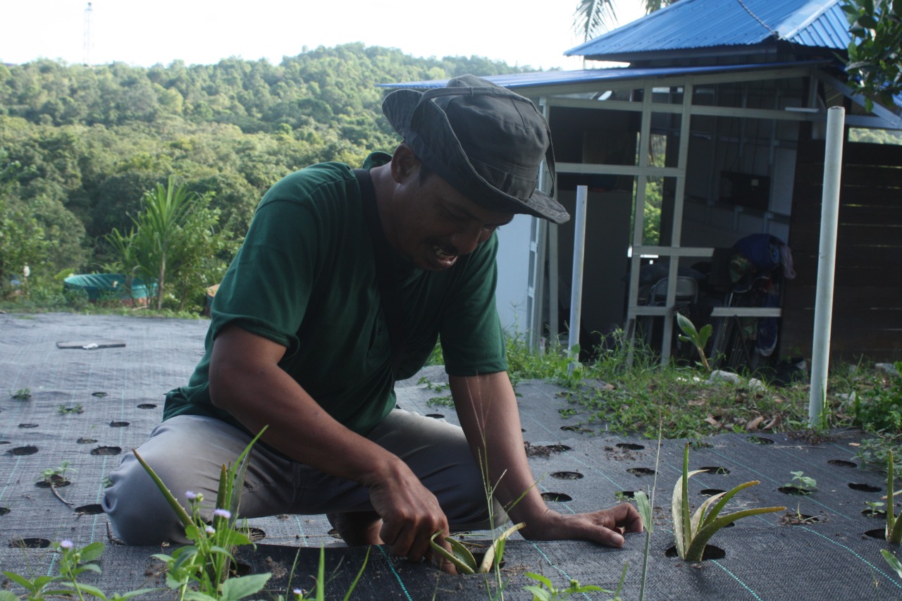 Kisah <i>local hero</i> Senipah, berawal mengawinkan orang, kini sibuk mengawinkan tanaman Kisah <i>local hero</i> Senipah, berawal mengawinkan orang, kini sibuk mengawinkan tanaman