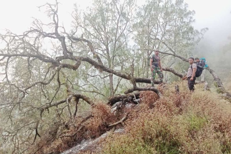 Kebakaran lahan di jalur pendakian Gunung Rinjani telah padam Kebakaran lahan di jalur pendakian Gunung Rinjani telah padam