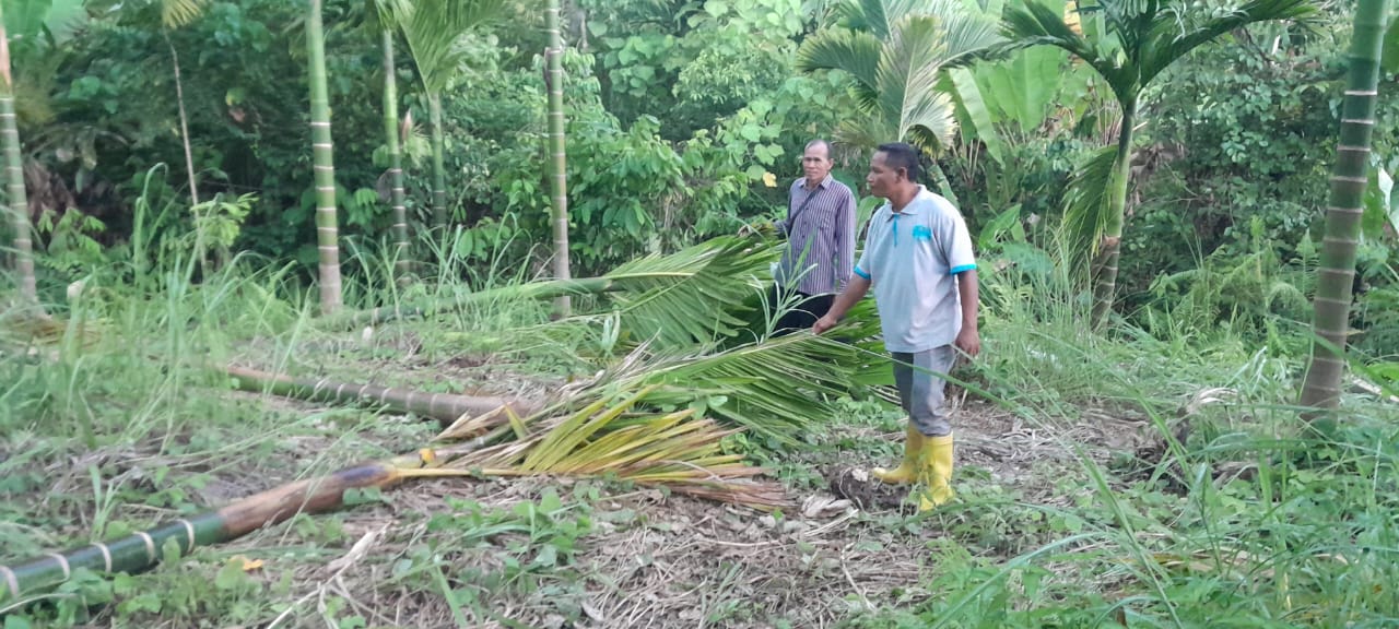 Kawanan gajah liar obrak-abrik kebun warga Pante Kirou Paya Bakong, Aceh Utara Kawanan gajah liar obrak-abrik kebun warga Pante Kirou Paya Bakong, Aceh Utara