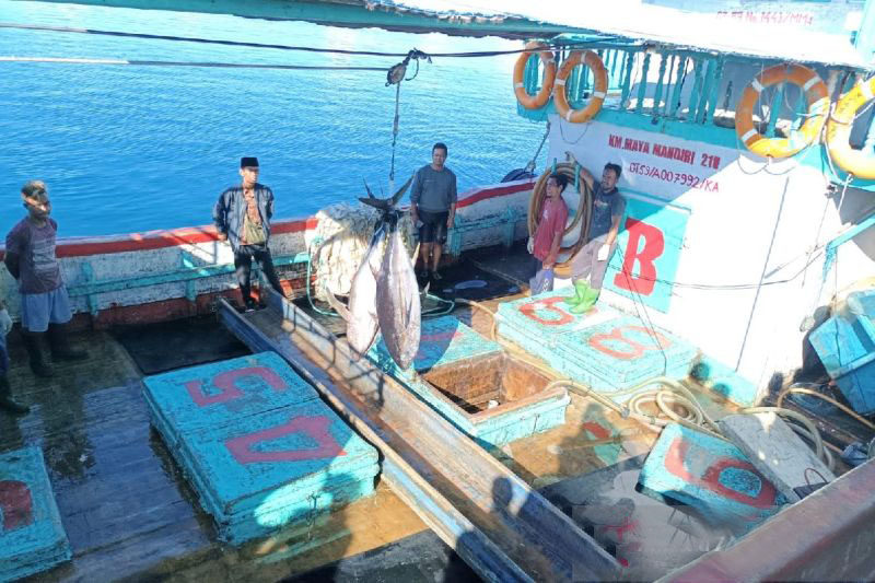 Wilayah perairan Biak berpotensi ikan tuna Yellow Fins Wilayah perairan Biak berpotensi ikan tuna Yellow Fins