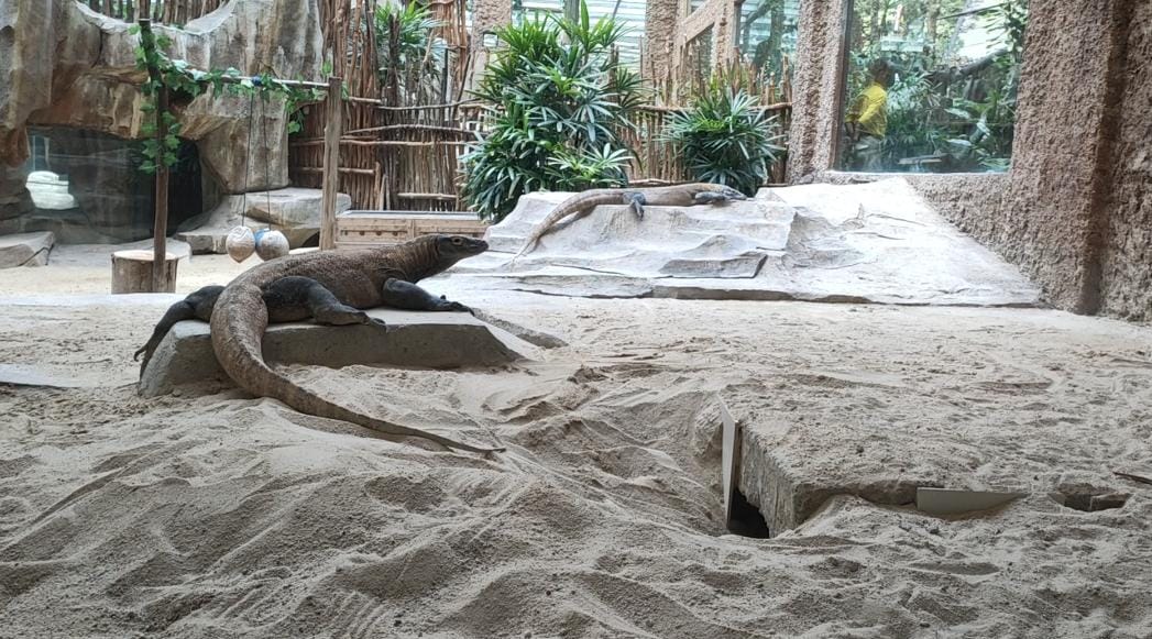 Enam ekor komodo pulang kampung ke habitat aslinya di NTT Enam ekor komodo pulang kampung ke habitat aslinya di NTT
