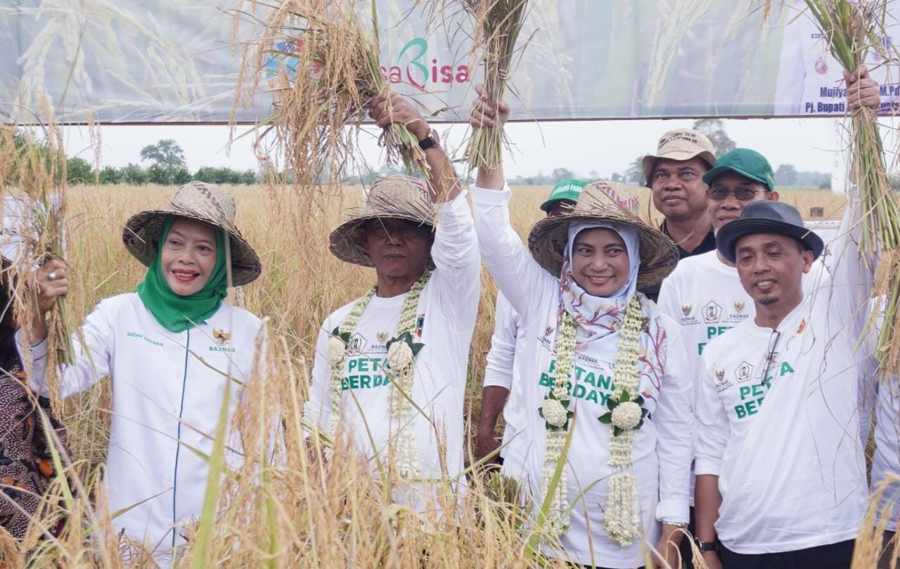 Panen perdana, BAZNAS dorong peningkatan ekonomi petani lumbung pangan di Kalsel Panen perdana, BAZNAS dorong peningkatan ekonomi petani lumbung pangan di Kalsel