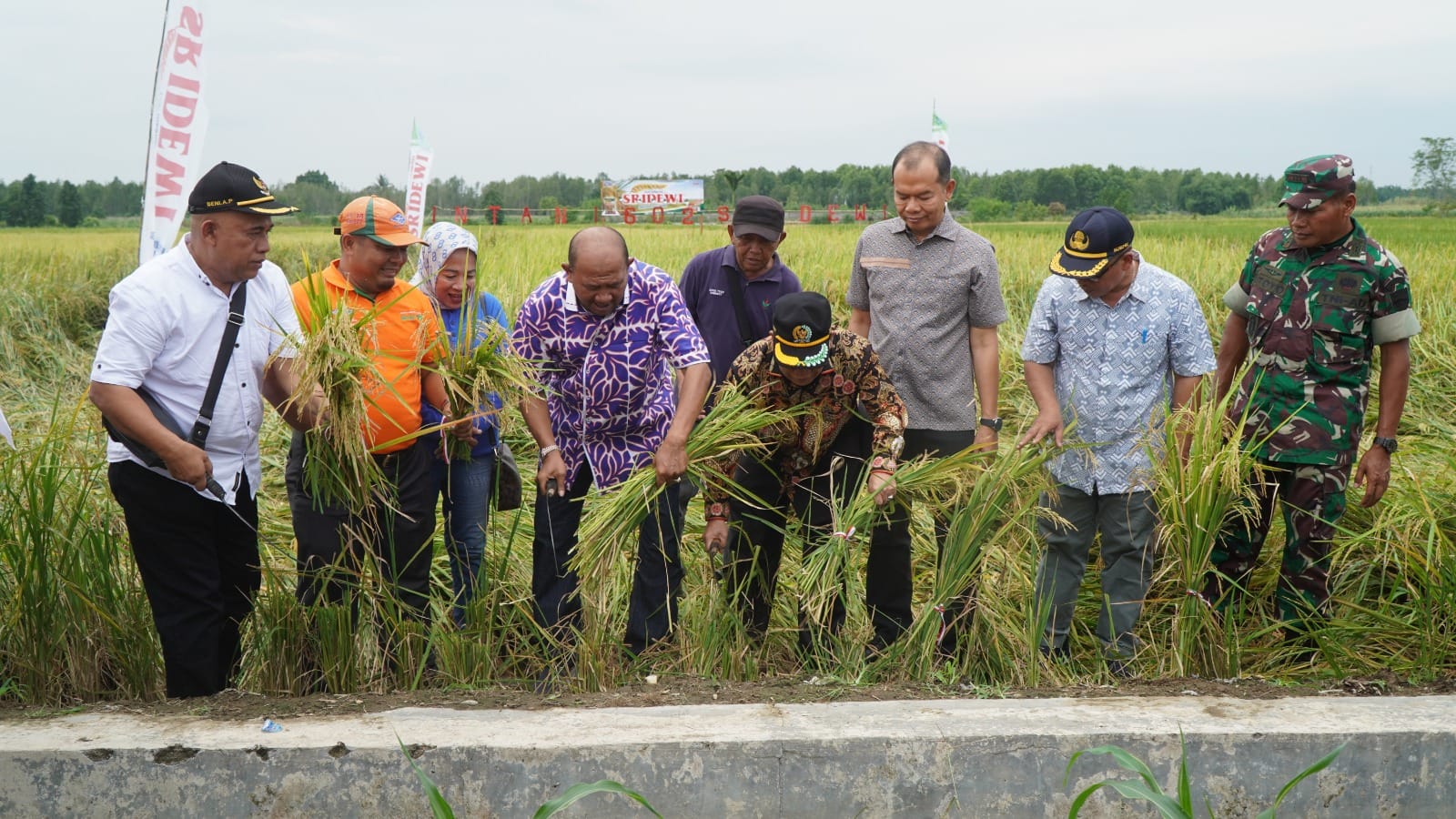Plt Bupati Langkat hadiri panen raya di Kwala Mencirim Plt Bupati Langkat hadiri panen raya di Kwala Mencirim