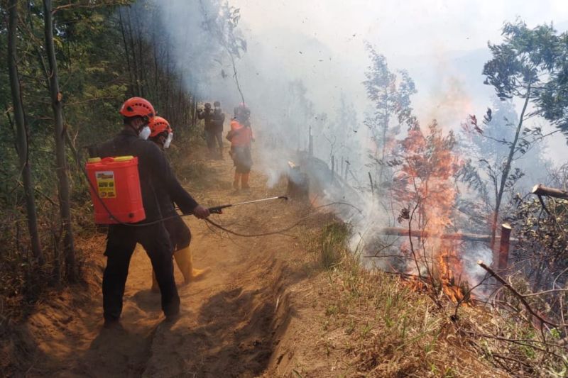 Petugas lakukan pemadaman kebakaran hutan di kawasan TNBTS Lumajang Petugas lakukan pemadaman kebakaran hutan di kawasan TNBTS Lumajang