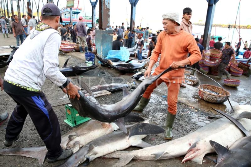 IPB teliti ada bakteri asal ikan resisten antibiotik pada manusia