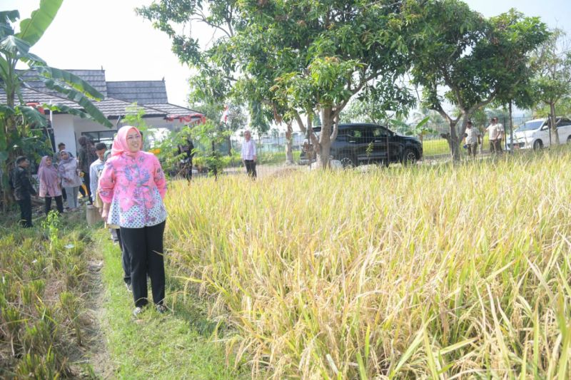 Purwakarta panen ribuan ton padi nutri zinc untuk atasi stunting Purwakarta panen ribuan ton padi nutri zinc untuk atasi stunting