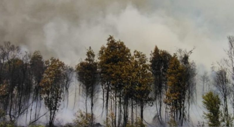 Lima hektar lahan gambut di Belitung hangus terbakar