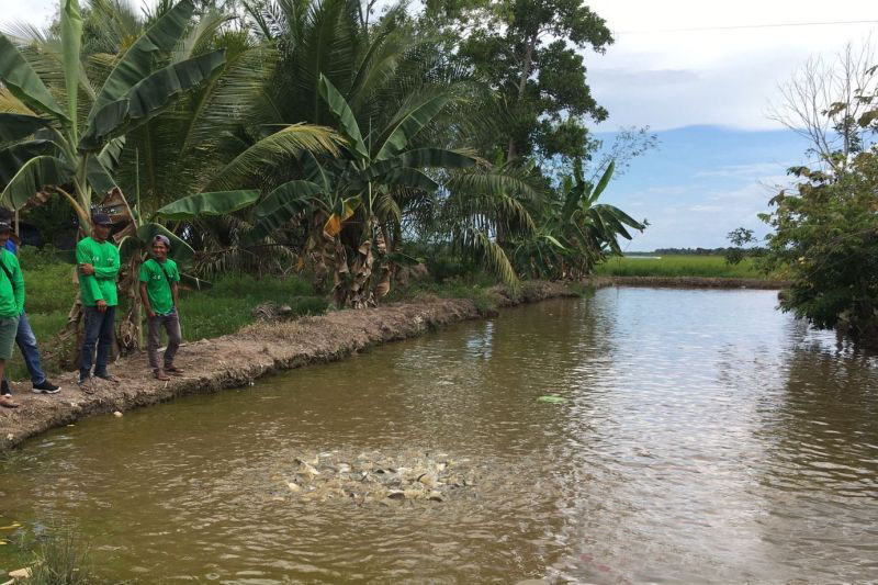KKP tetapkan Desa Sebakung jadi kampung ikan air tawar di Penajam