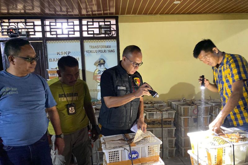 Polisi gagalkan penyelundupan 3.895 ekor burung di Pelabuhan Bakauheni Polisi gagalkan penyelundupan 3.895 ekor burung di Pelabuhan Bakauheni