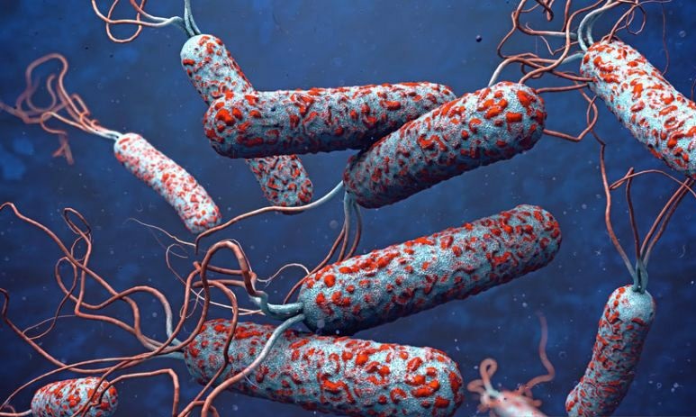 230 orang di Kongo meninggal dunia akibat kolera 230 orang di Kongo meninggal dunia akibat kolera