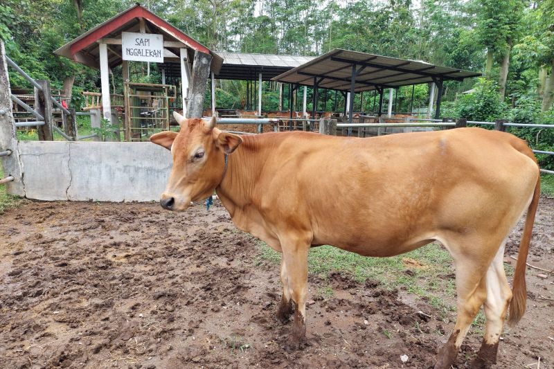 Trenggalek perketat lalu lintas ternak antisipasi wabah antraks