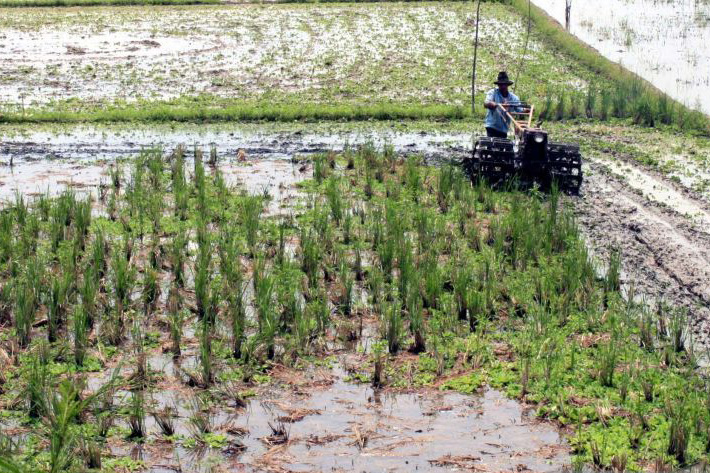 Karawang lakukan perluasan areal tanam baru antisipasi dampak El Nino
