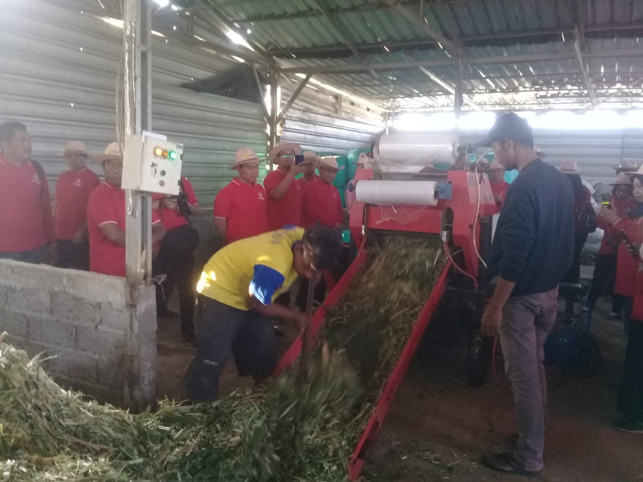 Kemarau panjang, produksi rumput hijau menurun