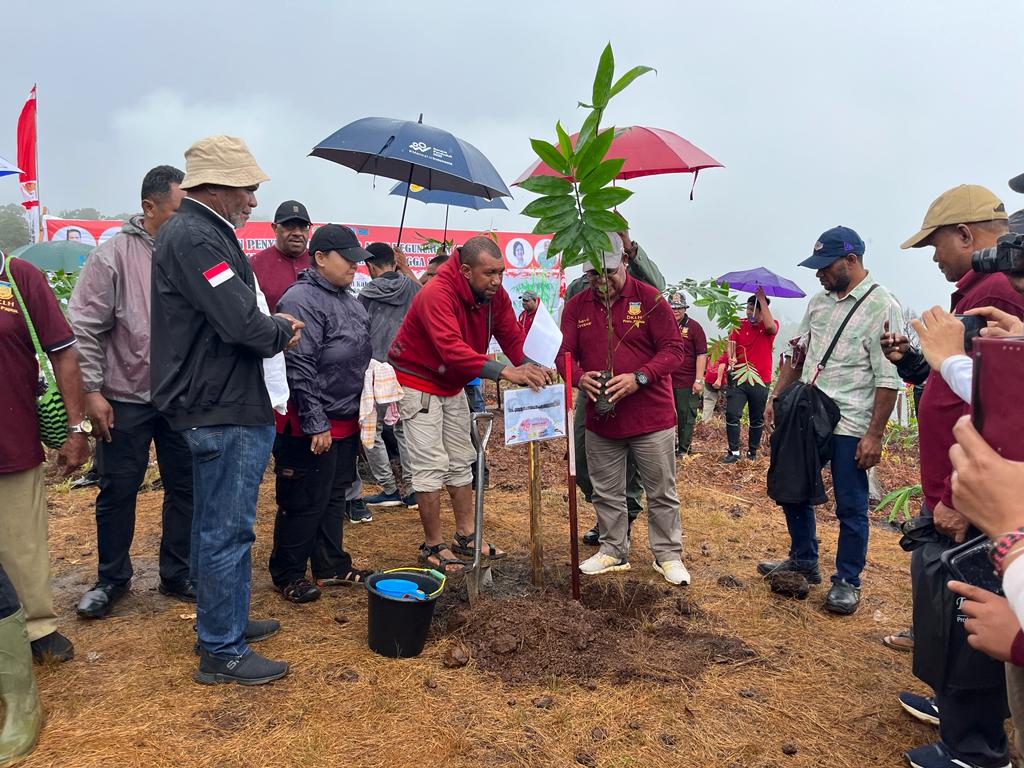 78 Tahun Indonesia Merdeka, masyarakat Papua tanam 78 ribu pohon bambu 78 Tahun Indonesia Merdeka, masyarakat Papua tanam 78 ribu pohon bambu
