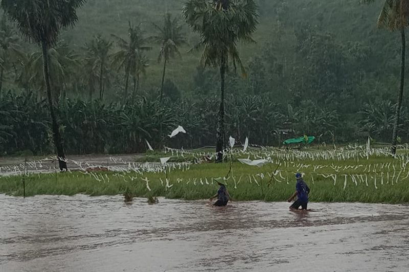 267 petani di Kota Bima terdampak banjir 267 petani di Kota Bima terdampak banjir