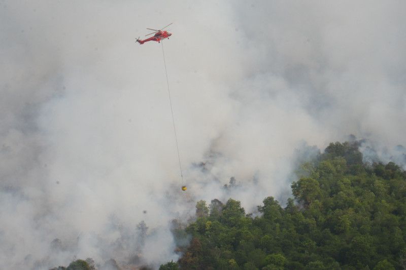 Karhula di perbatasan Bengkalis-Dumai capai 50 hektare Karhula di perbatasan Bengkalis-Dumai capai 50 hektare