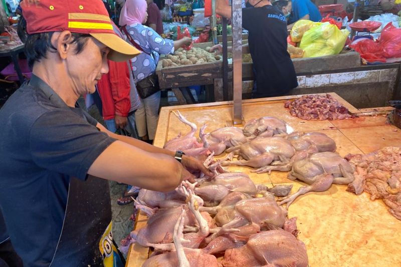 Harga daging ayam ras di Pontianak stabil jelang Idul Fitri Harga daging ayam ras di Pontianak stabil jelang Idul Fitri