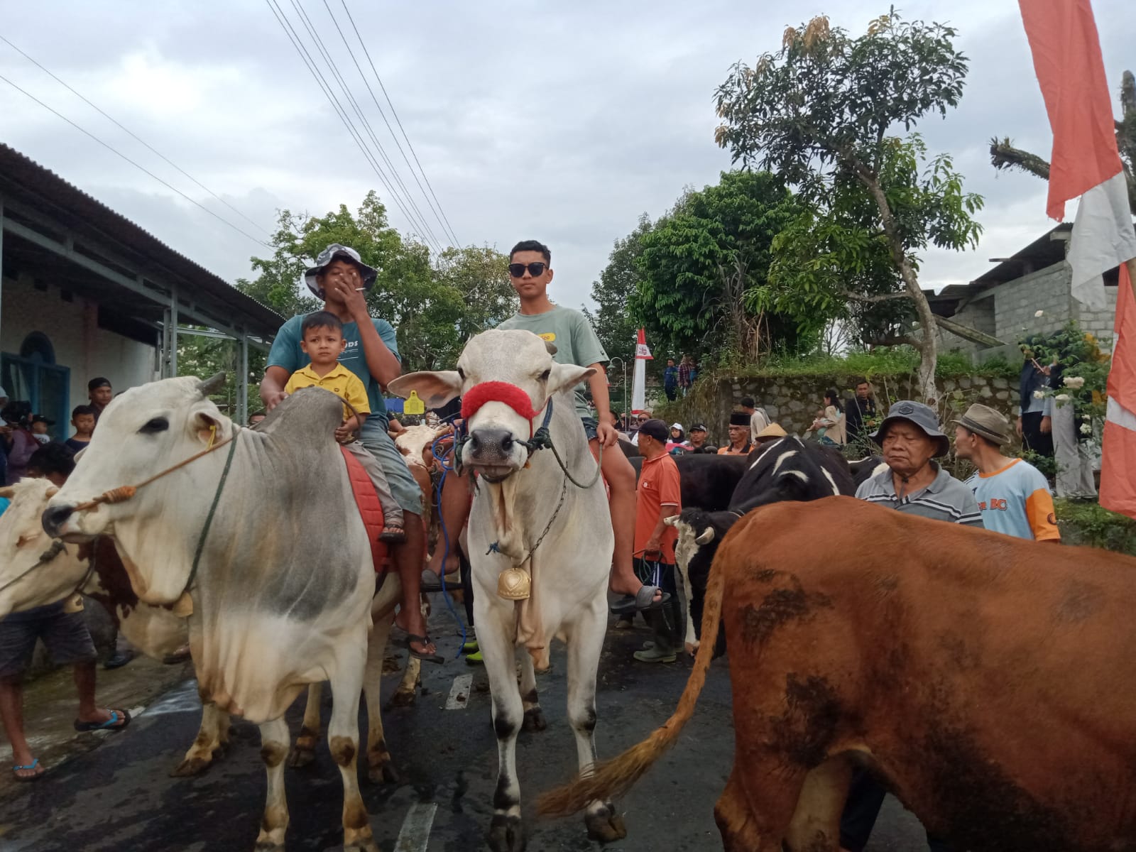 Tradisi Bakdan Sapi, ratusan ekor sapi di lereng Merapi Boyolali diarak keliling kampung Tradisi Bakdan Sapi, ratusan ekor sapi di lereng Merapi Boyolali diarak keliling kampung