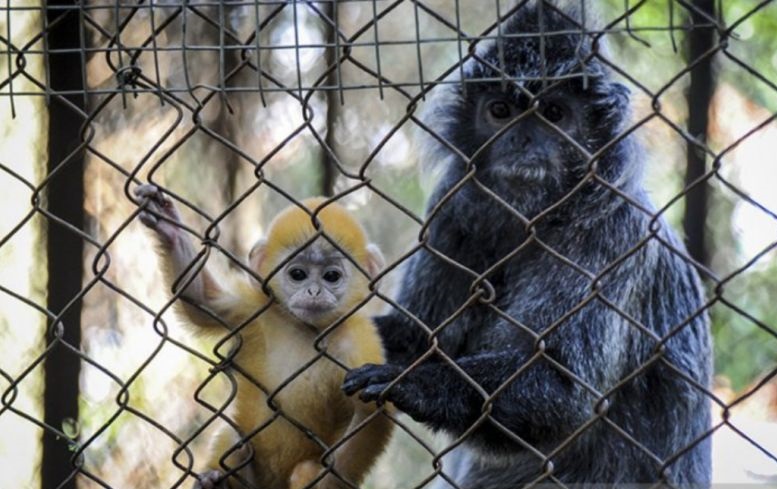 Bandung Zoo hadirkan fasilitas baru sambut libur Lebaran 2023