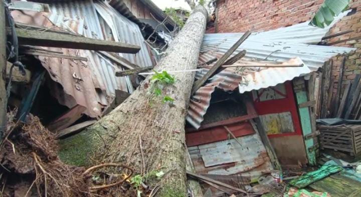 Hujan deras, rumah warga tertimpa pohon, dua dibawa ke rumah sakit Hujan deras, rumah warga tertimpa pohon, dua dibawa ke rumah sakit
