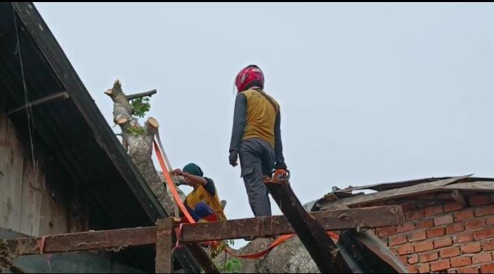 Tim masih alami kendala evakuasi pohon tumbang di dua rumah warga Tim masih alami kendala evakuasi pohon tumbang di dua rumah warga