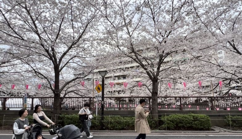 Pesona sakura pikat wisatawan lokal dan mancanegara kunjungi Jepang