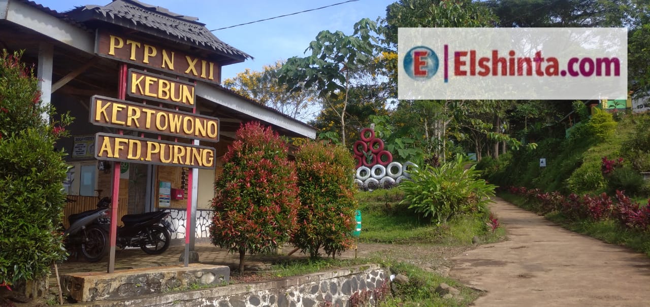 Satu-satunya di Jatim, PTPN Xll akan produksi teh hijau  