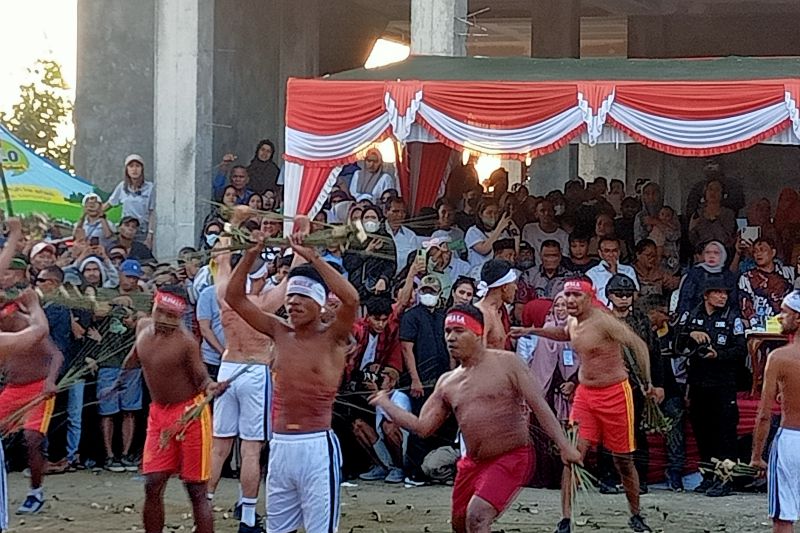 Pukul manyapu Morela Maluku pakai getah jarak sembuhkan luka sabetan