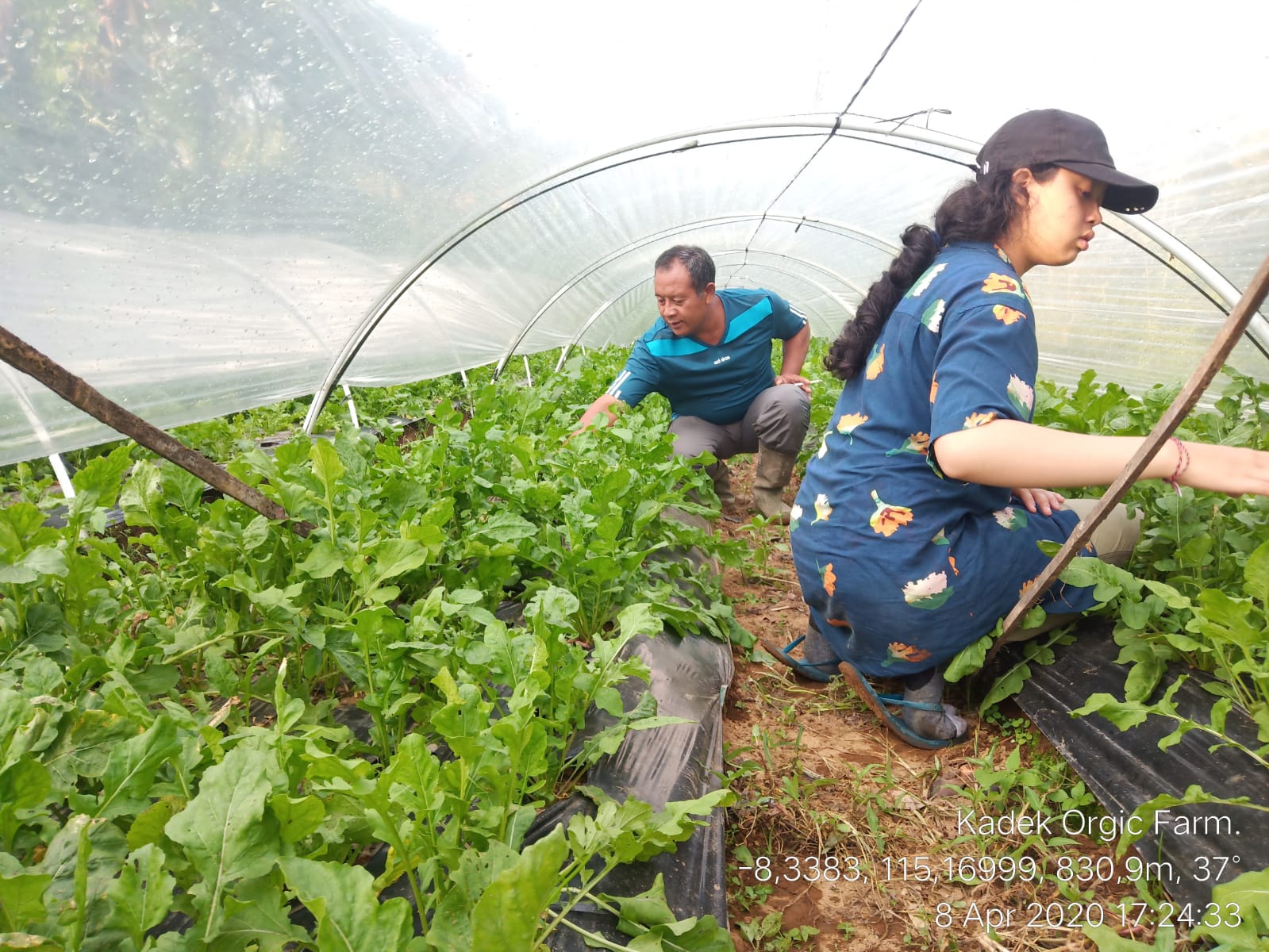 Pupuk organik tingkatkan hasil panen petani Pupuk organik tingkatkan hasil panen petani